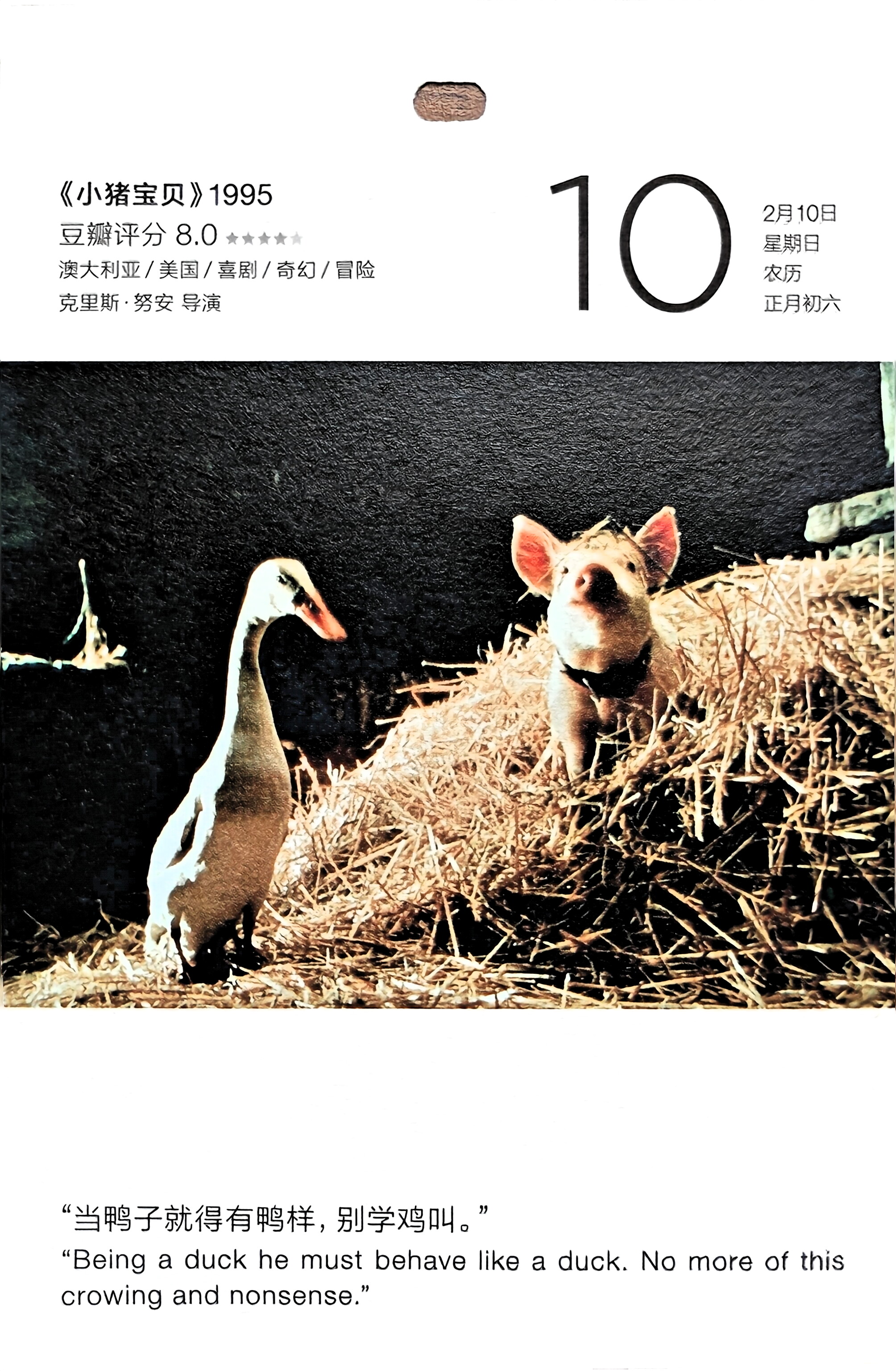 小猪宝贝