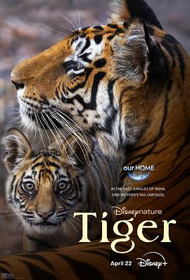 老虎Tiger